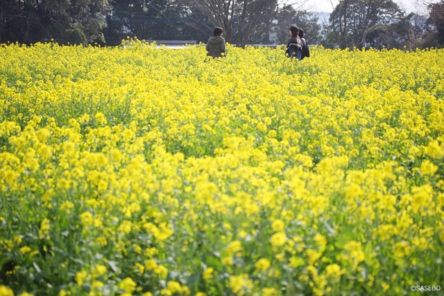 展海峰菜の花ウォーク［3月下旬］