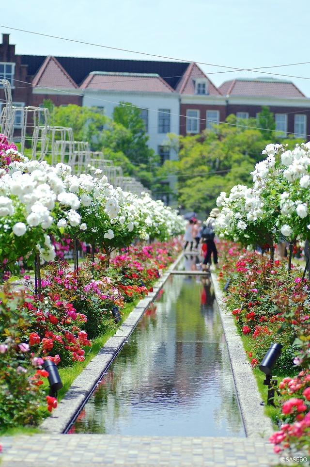 佐世保市の5月の花の見頃