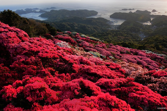 長串山つつじまつり［4月上旬～５月上旬］