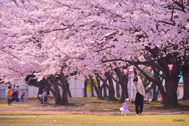 佐世保市の4月の花の見頃