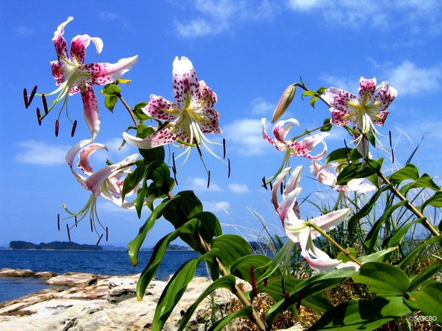 佐世保市の8月の花の見頃