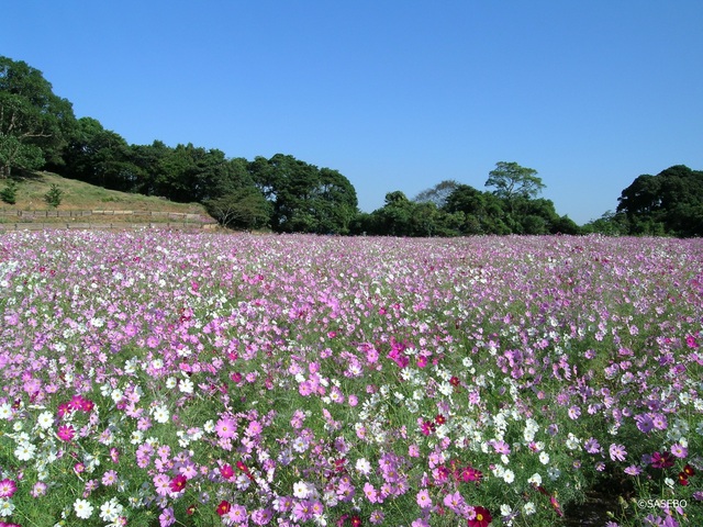 佐世保市の10月の花の見頃