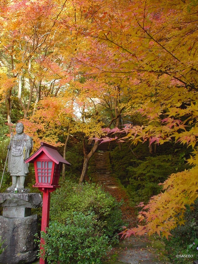 佐世保市の11月の花の見頃